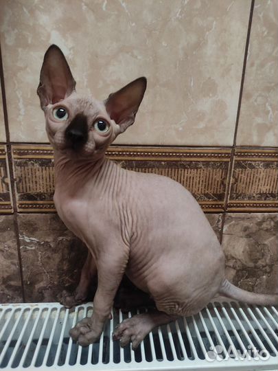 Канадский сфинкс котенок