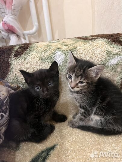 Прекрасные котятки ищут дом