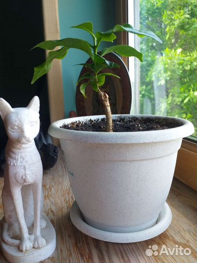 Кофейное дерево