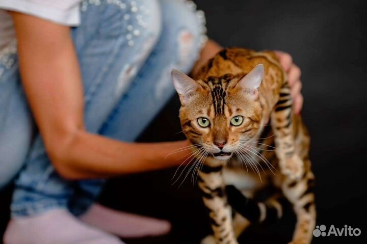 Бенгальский кот