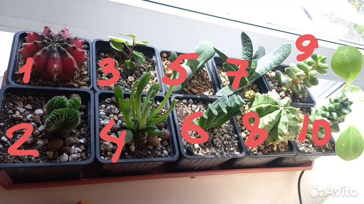 Суккуленты