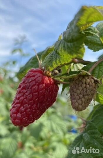 Ремонтантная малина и летняя