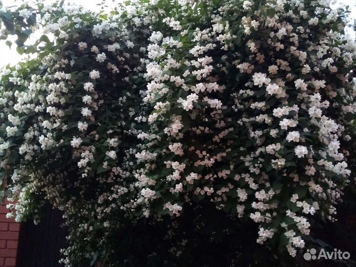 Чубушник, пузыреплодник Диабло, дерен