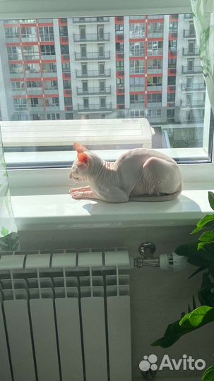 Вязка донской сфинкс