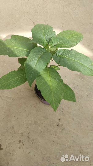 Бругмансия