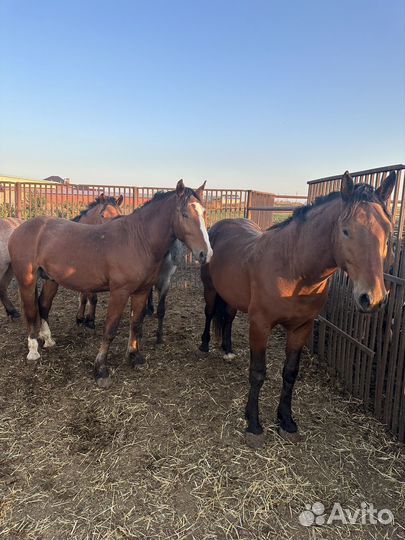 Лошади жеребята