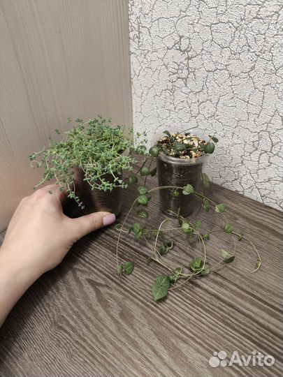 Церопегия, Седум