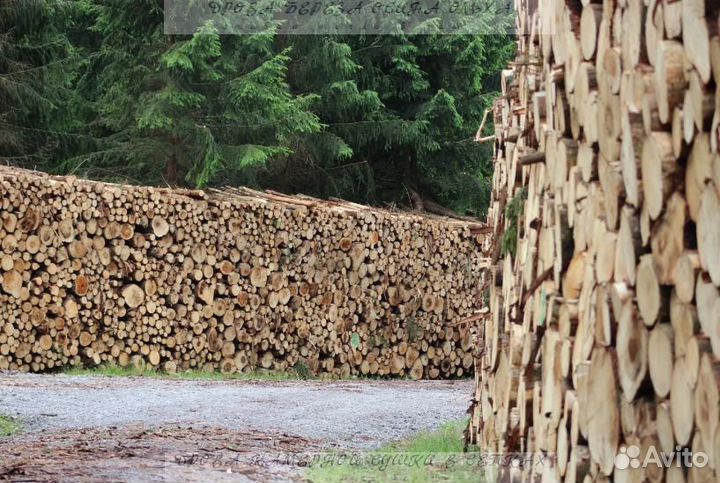 Дрова сухие