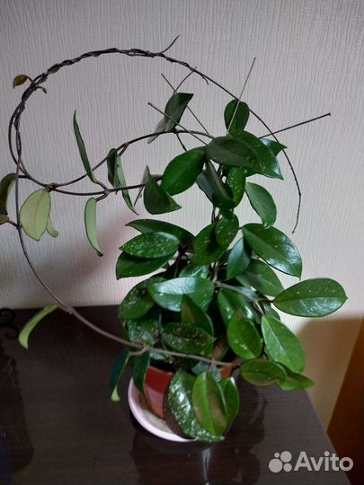 Хойя карноза, взрослое растение