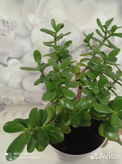 Красула толстянка