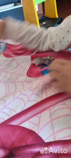 Сирийский хомяк