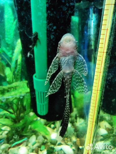 Анцитрус вуалевый