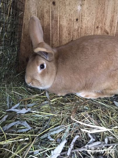 Кролики бургундские