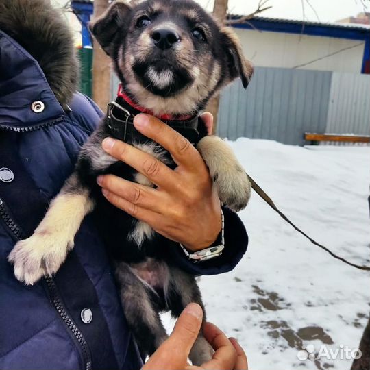 Щенок ищет дом