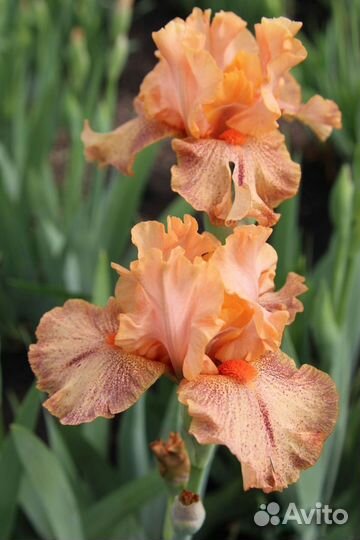 Многолетники для сада