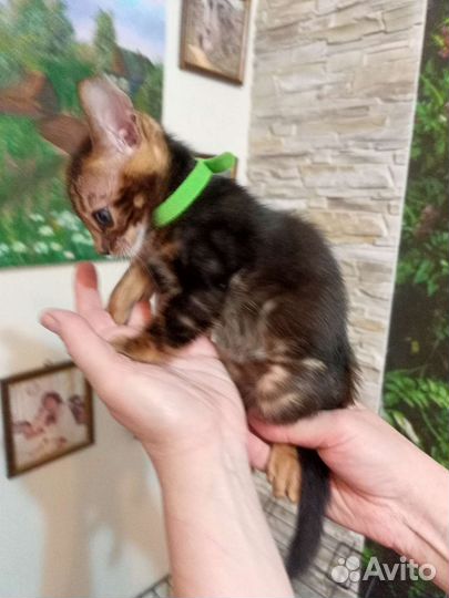 Бенгальские котята