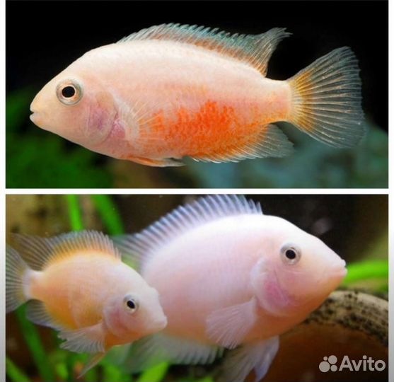 Рыба Цихлазома Розовый фламинго