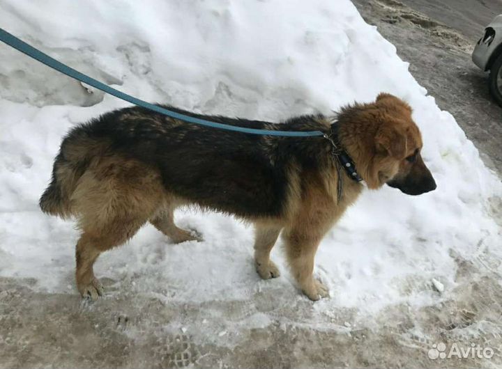 Молодой кобель в добрые руки, 10 месяцев