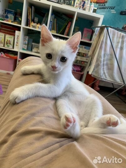 Котенок