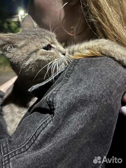 Котенок ищет дом