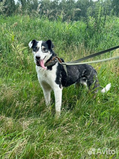 Собака с глазами разного цвета