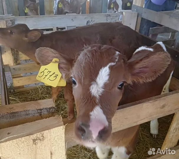 Бычки телята на откорм