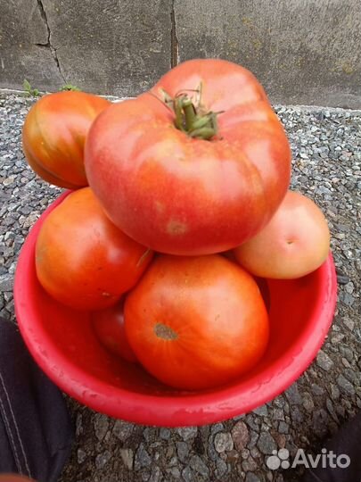 Помидоры грунтовые; капуста