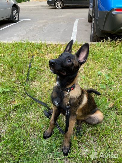 Выгульщик собак или Кинолог