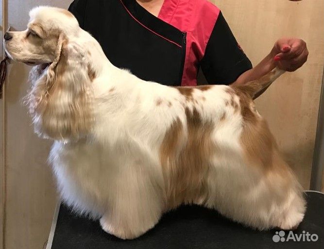 Груминг стрижка собак