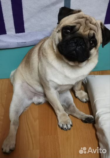 Мопс вязка мальчик