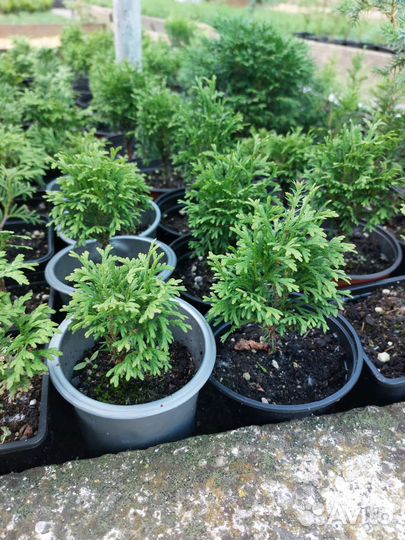 Туя шаровидная