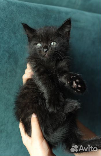 Кошечка Брауни