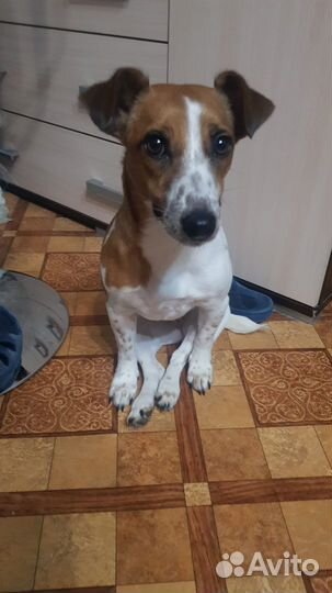 Джек рассел терьер (девочка). Бесплатно