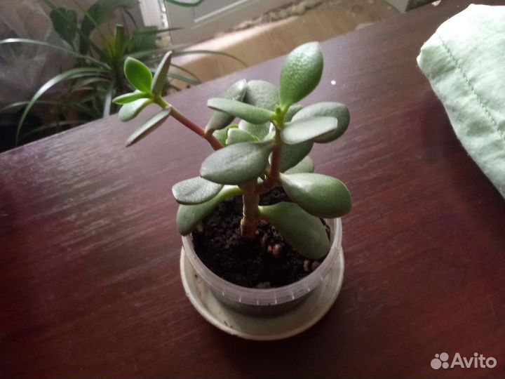 Крассула толстянка