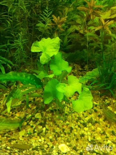 Аквариумные растения