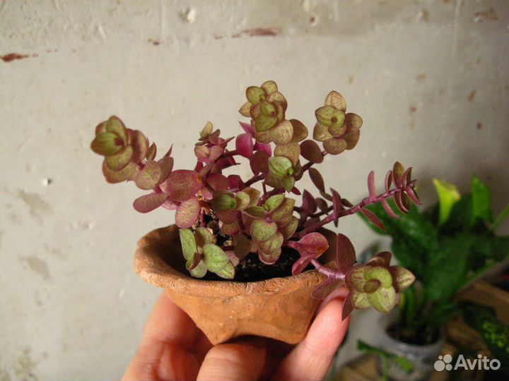 Традесканции. Каллизия репенс. Ампельные. Обмен