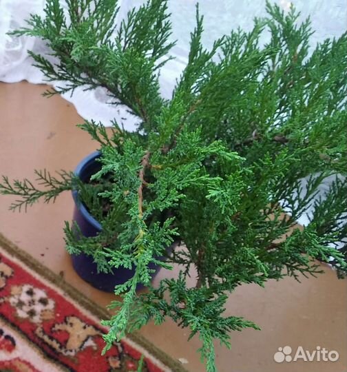 Туя, Можжевельник