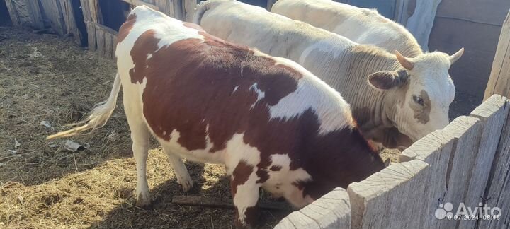 Продаем 3 тёлки и 4 баранчика