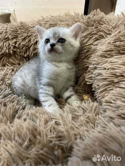 Котята