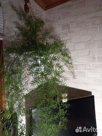 Аспарагус мейера