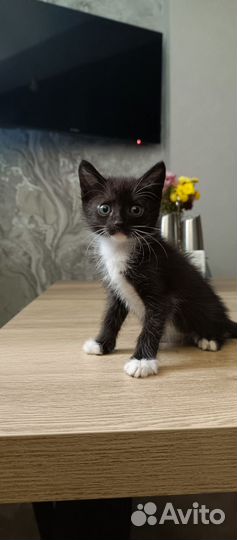Котенок девочка 1,5 мес