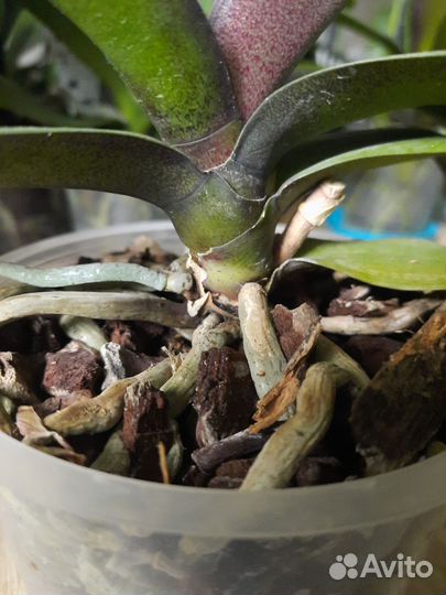 Орхидея мультифлора