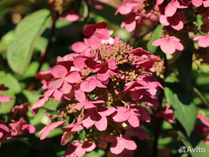 Гортензия метельчатая Мэджикал Файр