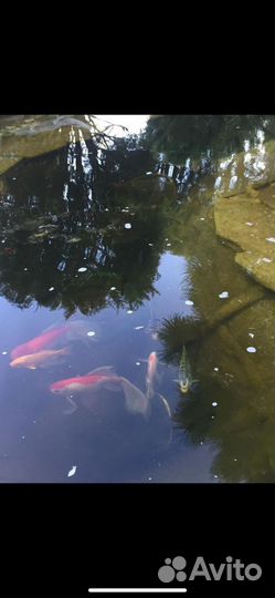 Рыбки для пруда и аквариума