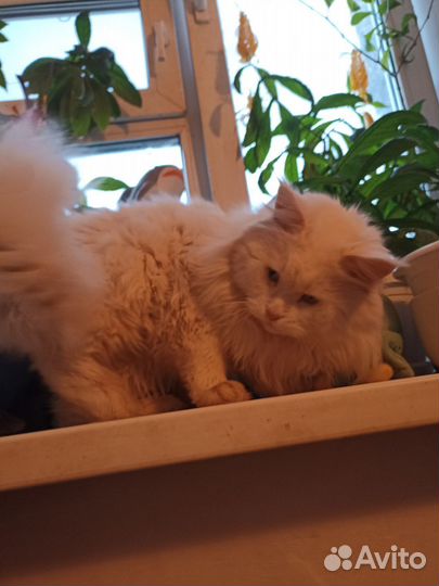 Мейн-кун вязка