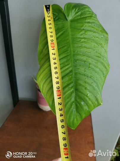 Филодендрон Тенуе широкий лист