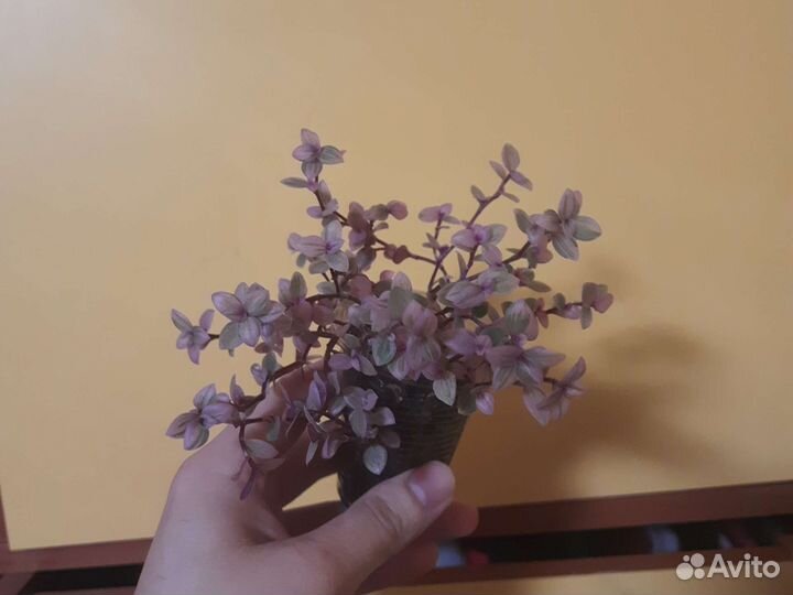 Каллезия