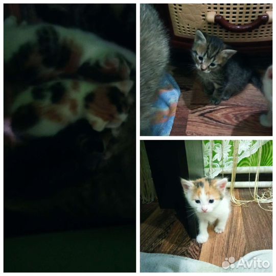 Кошки в добрые руки бесплатно