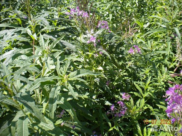 Чабрец сушеный, Иван чай фемрментир