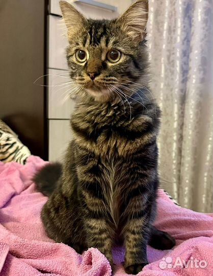 Луи ищет дом его бросили владельцы